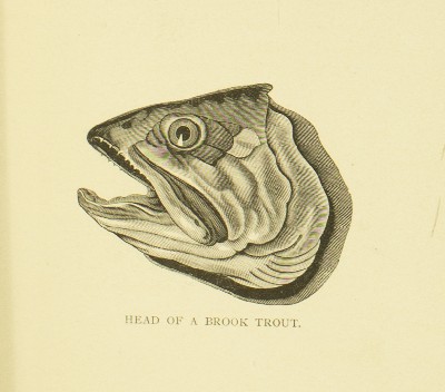 Where the Trout Hide, Kit Clarke, 1889, 17, Brook Trout